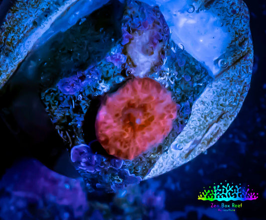 Ultra Corellamorph - Morph Coral Pup WYSIWYG Ultra Corellamorph - Morph Coral Pup WYSIWYG Animals & Pet Supplies Ultra Corellamorph - Morph Coral Pup WYSIWYG Zeo Box Reef