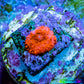 Ultra Corellamorph - Morph Coral Pup WYSIWYG Ultra Corellamorph - Morph Coral Pup WYSIWYG Animals & Pet Supplies Ultra Corellamorph - Morph Coral Pup WYSIWYG Zeo Box Reef