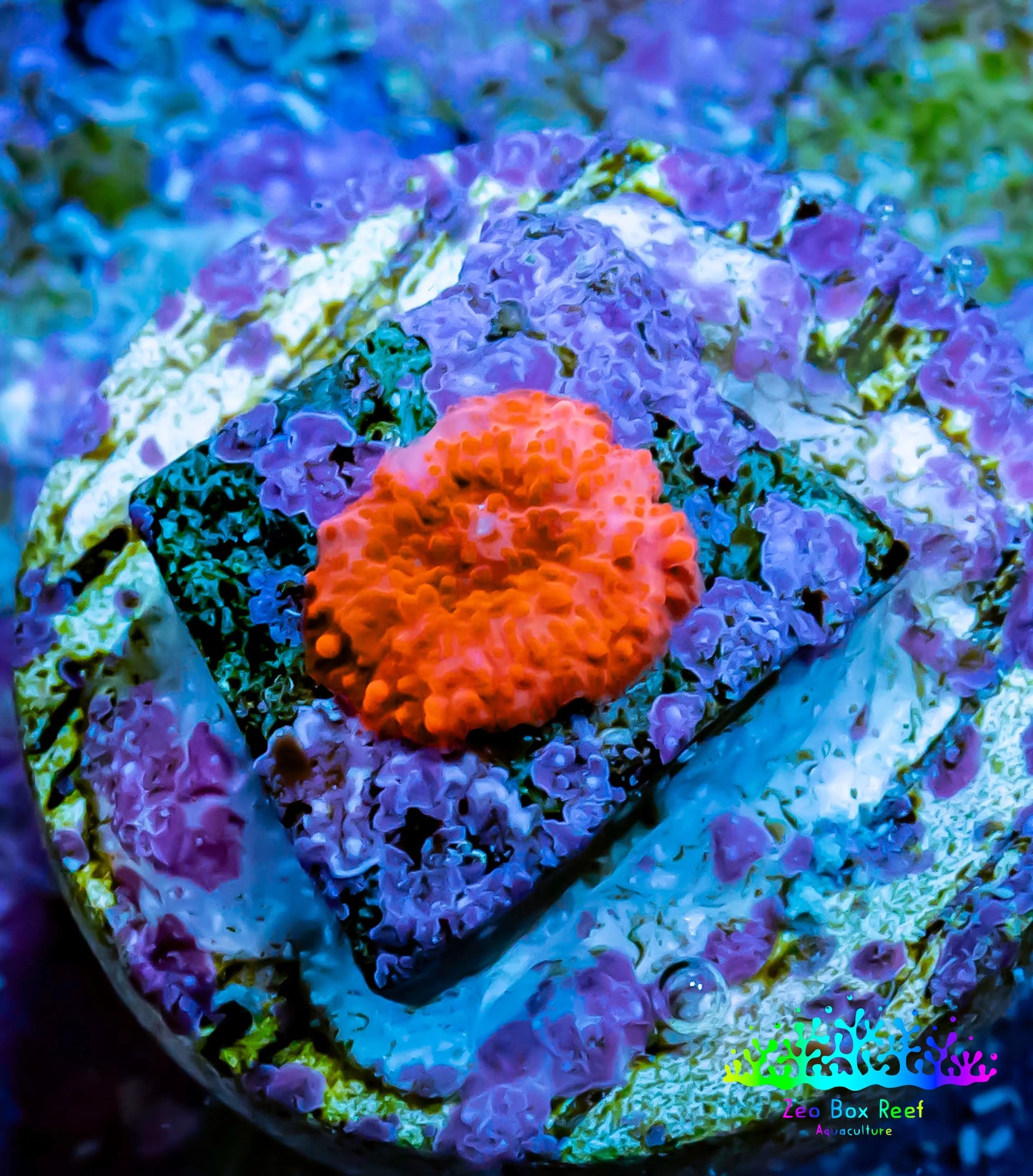 Ultra Corellamorph - Morph Coral Pup WYSIWYG Ultra Corellamorph - Morph Coral Pup WYSIWYG Animals & Pet Supplies Ultra Corellamorph - Morph Coral Pup WYSIWYG Zeo Box Reef