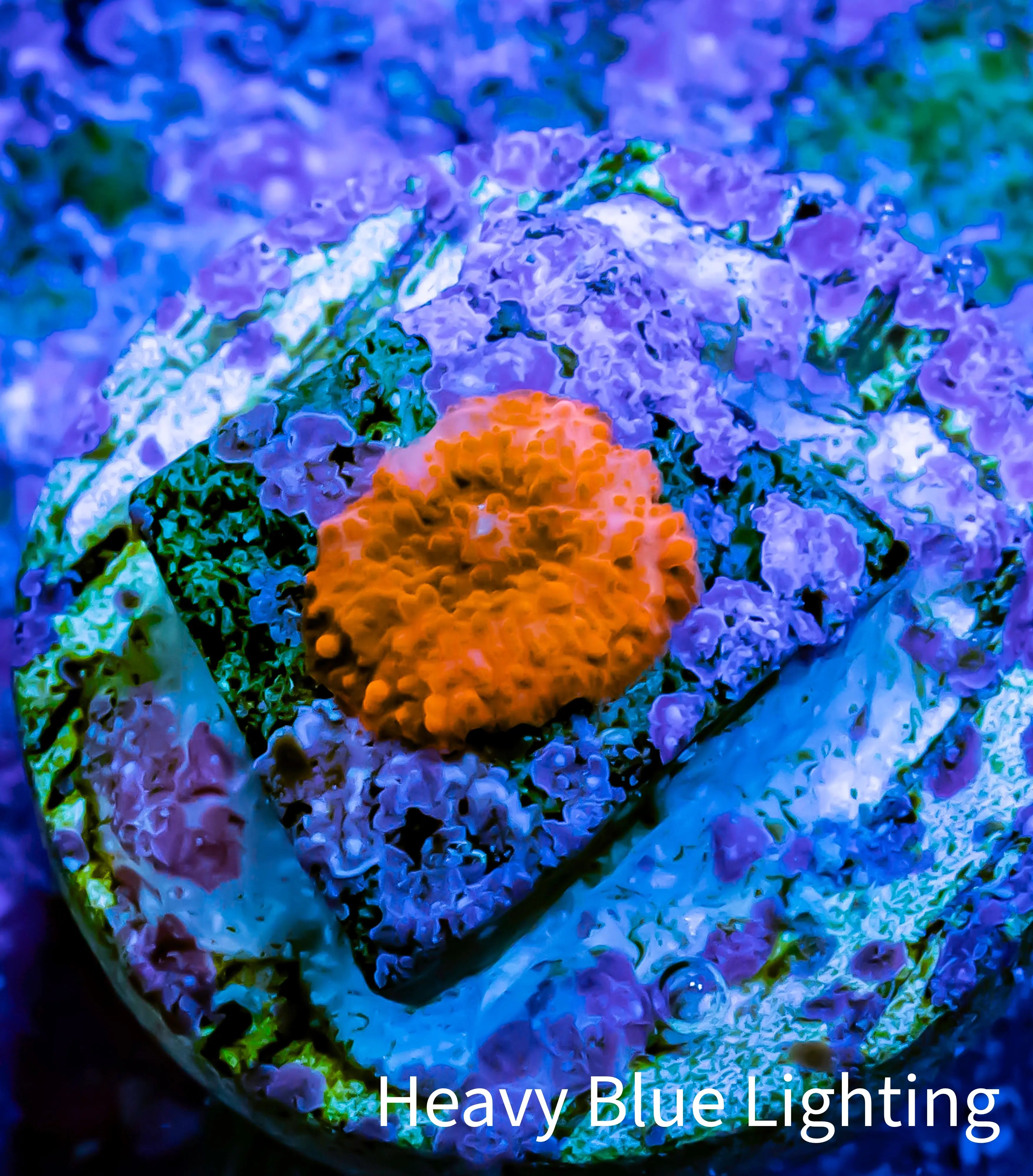 Buy Morph coral Zeo Box Reef Australia – Zeo Box Reef Aquaculture