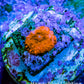 Ultra Corellamorph - Morph Coral Pup WYSIWYG Ultra Corellamorph - Morph Coral Pup WYSIWYG Animals & Pet Supplies Ultra Corellamorph - Morph Coral Pup WYSIWYG Zeo Box Reef