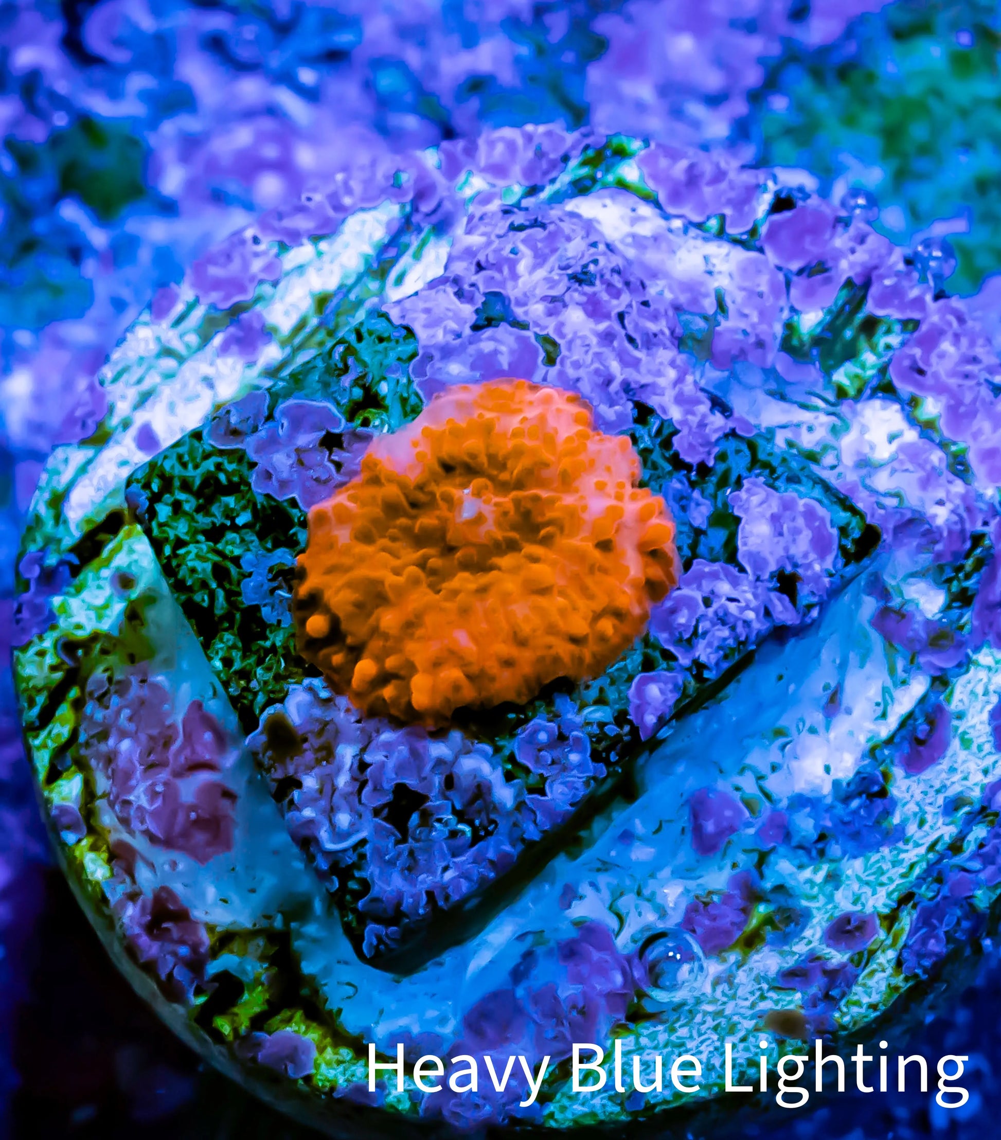 Ultra Corellamorph - Morph Coral Pup WYSIWYG Ultra Corellamorph - Morph Coral Pup WYSIWYG Animals & Pet Supplies Ultra Corellamorph - Morph Coral Pup WYSIWYG Zeo Box Reef