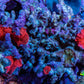 Ultra Corellamorph - Morph Coral Rock WYSIWYG 4cm Ultra Corellamorph - Morph Coral Rock WYSIWYG 4cm Animals & Pet Supplies Ultra Corellamorph - Morph Coral Rock WYSIWYG 4cm Zeo Box Reef