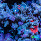 Ultra Corellamorph - Morph Coral Rock WYSIWYG 4cm Ultra Corellamorph - Morph Coral Rock WYSIWYG 4cm Animals & Pet Supplies Ultra Corellamorph - Morph Coral Rock WYSIWYG 4cm Zeo Box Reef