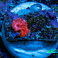 Ultra Corellamorph - Morph Coral WYSIWYG 0.5cm F2R1B2 Ultra Corellamorph - Morph Coral WYSIWYG 0.5cm F2R1B2 Animals & Pet Supplies Ultra Corellamorph - Morph Coral WYSIWYG 0.5cm F2R1B2 Zeo Box Reef