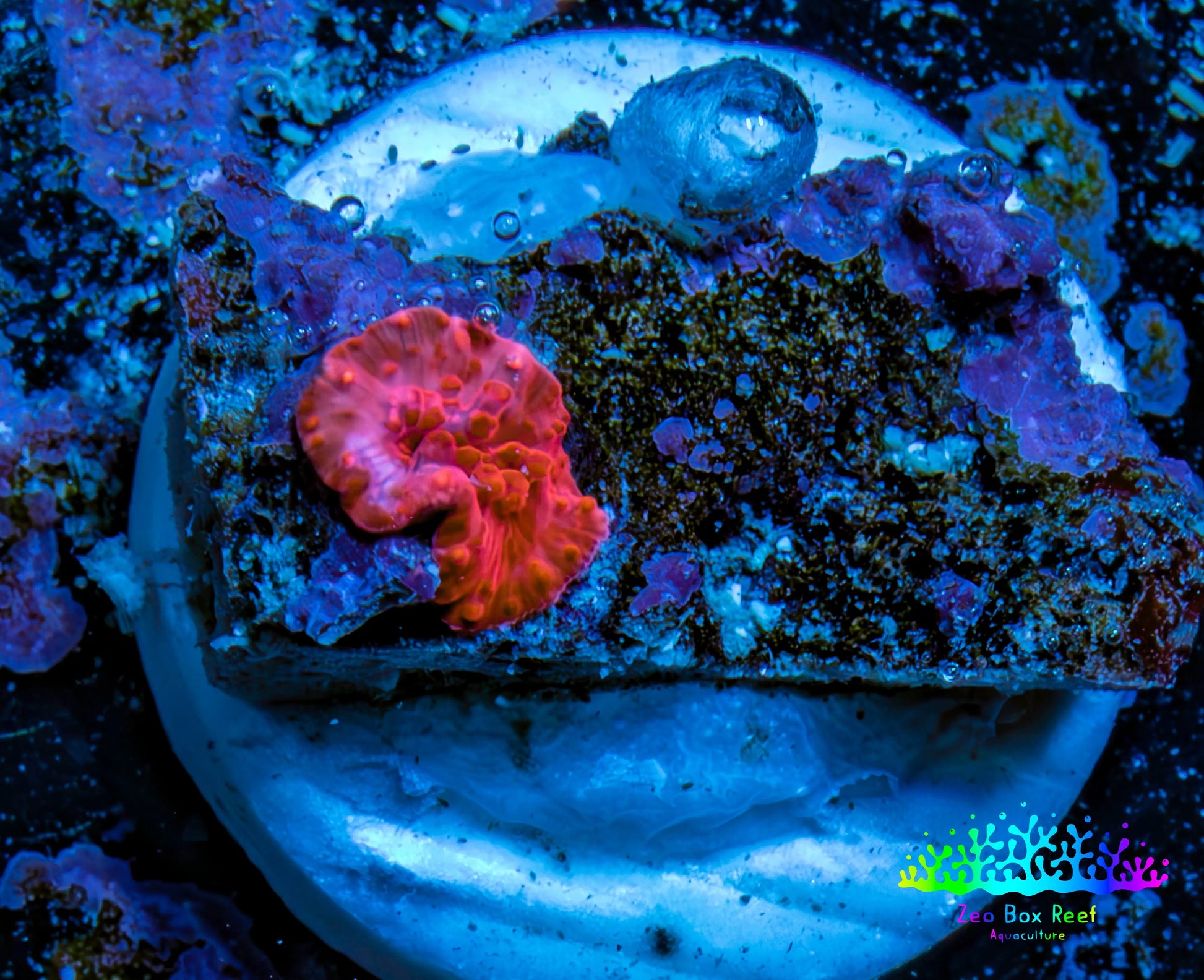 Ultra Corellamorph - Morph Coral WYSIWYG 0.5cm F2R1B2 Ultra Corellamorph - Morph Coral WYSIWYG 0.5cm F2R1B2 Animals & Pet Supplies Ultra Corellamorph - Morph Coral WYSIWYG 0.5cm F2R1B2 Zeo Box Reef