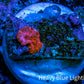 Ultra Corellamorph - Morph Coral WYSIWYG 0.5cm F2R1B2 Ultra Corellamorph - Morph Coral WYSIWYG 0.5cm F2R1B2 Animals & Pet Supplies Ultra Corellamorph - Morph Coral WYSIWYG 0.5cm F2R1B2 Zeo Box Reef