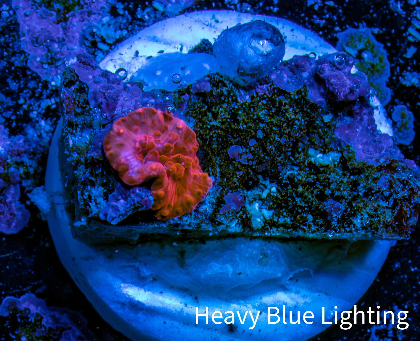 Ultra Corellamorph - Morph Coral WYSIWYG 0.5cm F2R1B2 Ultra Corellamorph - Morph Coral WYSIWYG 0.5cm F2R1B2 Animals & Pet Supplies Ultra Corellamorph - Morph Coral WYSIWYG 0.5cm F2R1B2 Zeo Box Reef