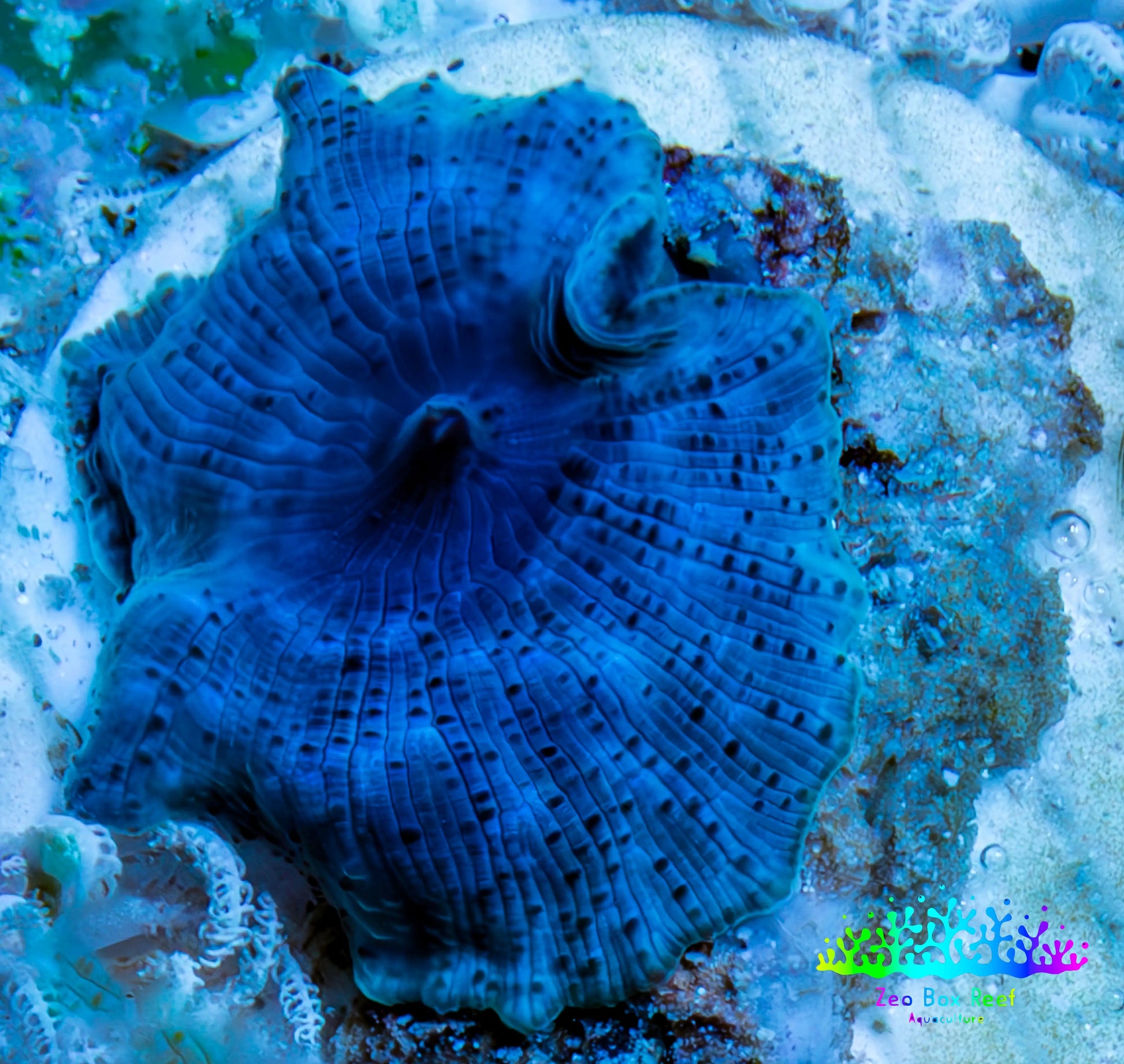 Ultra Corellamorph - Morph Coral WYSIWYG 1.5cm E2R1B2 Ultra Corellamorph - Morph Coral WYSIWYG 1.5cm E2R1B2 Animals & Pet Supplies Ultra Corellamorph - Morph Coral WYSIWYG 1.5cm E2R1B2 Zeo Box Reef