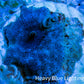Ultra Corellamorph - Morph Coral WYSIWYG 1.5cm E2R1B2 Ultra Corellamorph - Morph Coral WYSIWYG 1.5cm E2R1B2 Animals & Pet Supplies Ultra Corellamorph - Morph Coral WYSIWYG 1.5cm E2R1B2 Zeo Box Reef