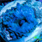 Ultra Corellamorph - Morph Coral WYSIWYG 1.5cm E3R1B2 Ultra Corellamorph - Morph Coral WYSIWYG 1.5cm E3R1B2 Animals & Pet Supplies Ultra Corellamorph - Morph Coral WYSIWYG 1.5cm E3R1B2 Zeo Box Reef