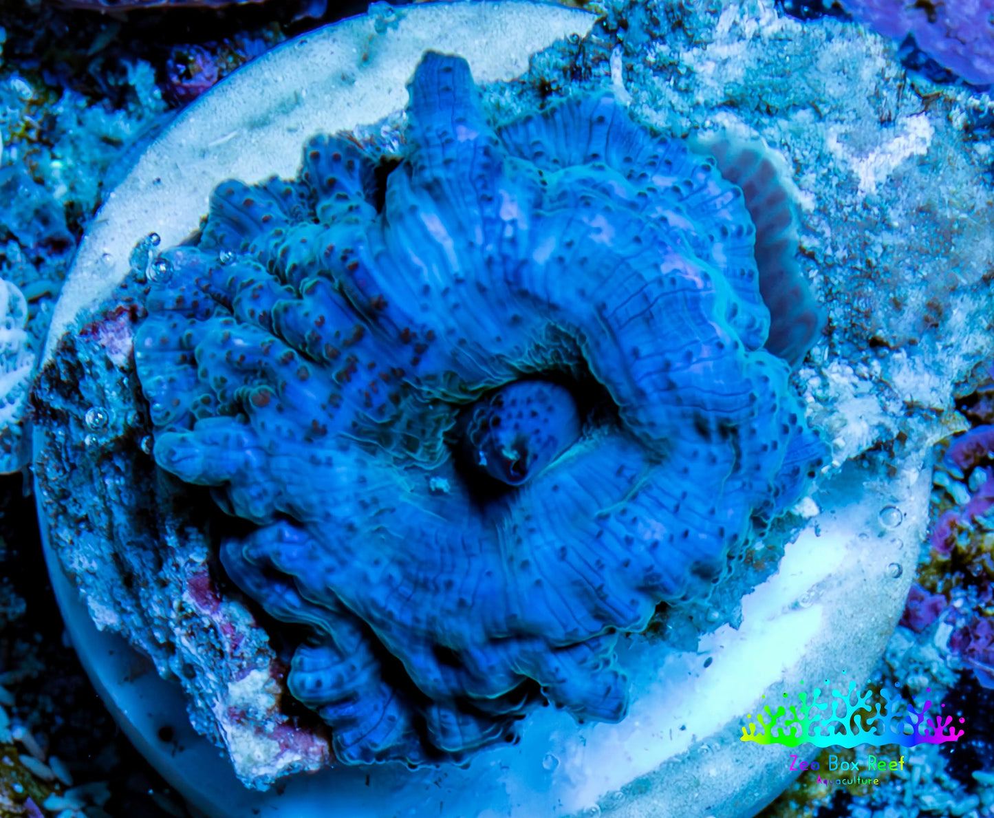 Ultra Corellamorph - Morph Coral WYSIWYG 1.5cm E3R1B2 Ultra Corellamorph - Morph Coral WYSIWYG 1.5cm E3R1B2 Animals & Pet Supplies Ultra Corellamorph - Morph Coral WYSIWYG 1.5cm E3R1B2 Zeo Box Reef