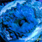 Ultra Corellamorph - Morph Coral WYSIWYG 1.5cm E3R1B2 Ultra Corellamorph - Morph Coral WYSIWYG 1.5cm E3R1B2 Animals & Pet Supplies Ultra Corellamorph - Morph Coral WYSIWYG 1.5cm E3R1B2 Zeo Box Reef