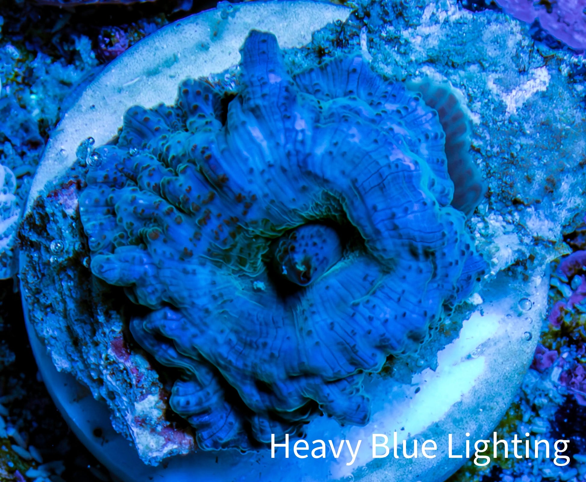 Ultra Corellamorph - Morph Coral WYSIWYG 1.5cm E3R1B2 Ultra Corellamorph - Morph Coral WYSIWYG 1.5cm E3R1B2 Animals & Pet Supplies Ultra Corellamorph - Morph Coral WYSIWYG 1.5cm E3R1B2 Zeo Box Reef