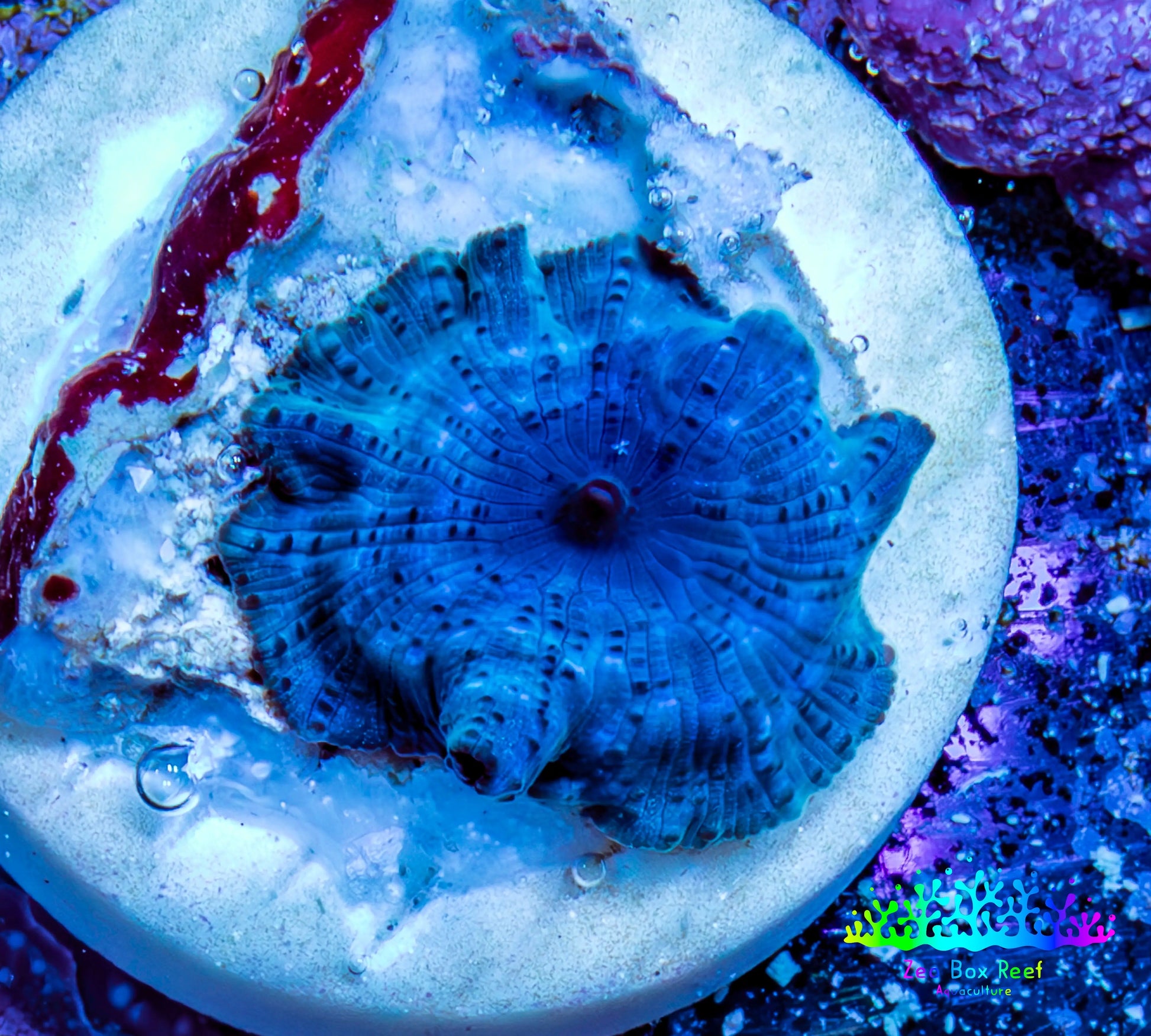 Ultra Corellamorph - Morph Coral WYSIWYG 1.5cm E5R1B2 Ultra Corellamorph - Morph Coral WYSIWYG 1.5cm E5R1B2 Animals & Pet Supplies Ultra Corellamorph - Morph Coral WYSIWYG 1.5cm E5R1B2 Zeo Box Reef
