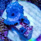 Ultra Corellamorph - Morph Coral WYSIWYG 1.5cm E8R1B2 Ultra Corellamorph - Morph Coral WYSIWYG 1.5cm E8R1B2 Animals & Pet Supplies Ultra Corellamorph - Morph Coral WYSIWYG 1.5cm E8R1B2 Zeo Box Reef
