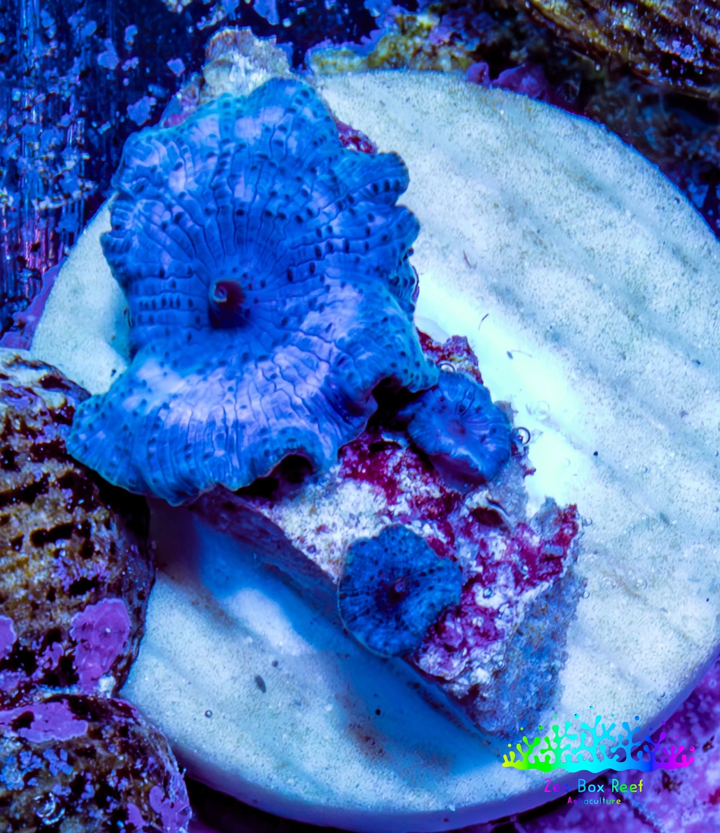 Ultra Corellamorph - Morph Coral WYSIWYG 1.5cm E8R1B2 Ultra Corellamorph - Morph Coral WYSIWYG 1.5cm E8R1B2 Animals & Pet Supplies Ultra Corellamorph - Morph Coral WYSIWYG 1.5cm E8R1B2 Zeo Box Reef