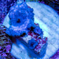 Ultra Corellamorph - Morph Coral WYSIWYG 1.5cm E8R1B2 Ultra Corellamorph - Morph Coral WYSIWYG 1.5cm E8R1B2 Animals & Pet Supplies Ultra Corellamorph - Morph Coral WYSIWYG 1.5cm E8R1B2 Zeo Box Reef