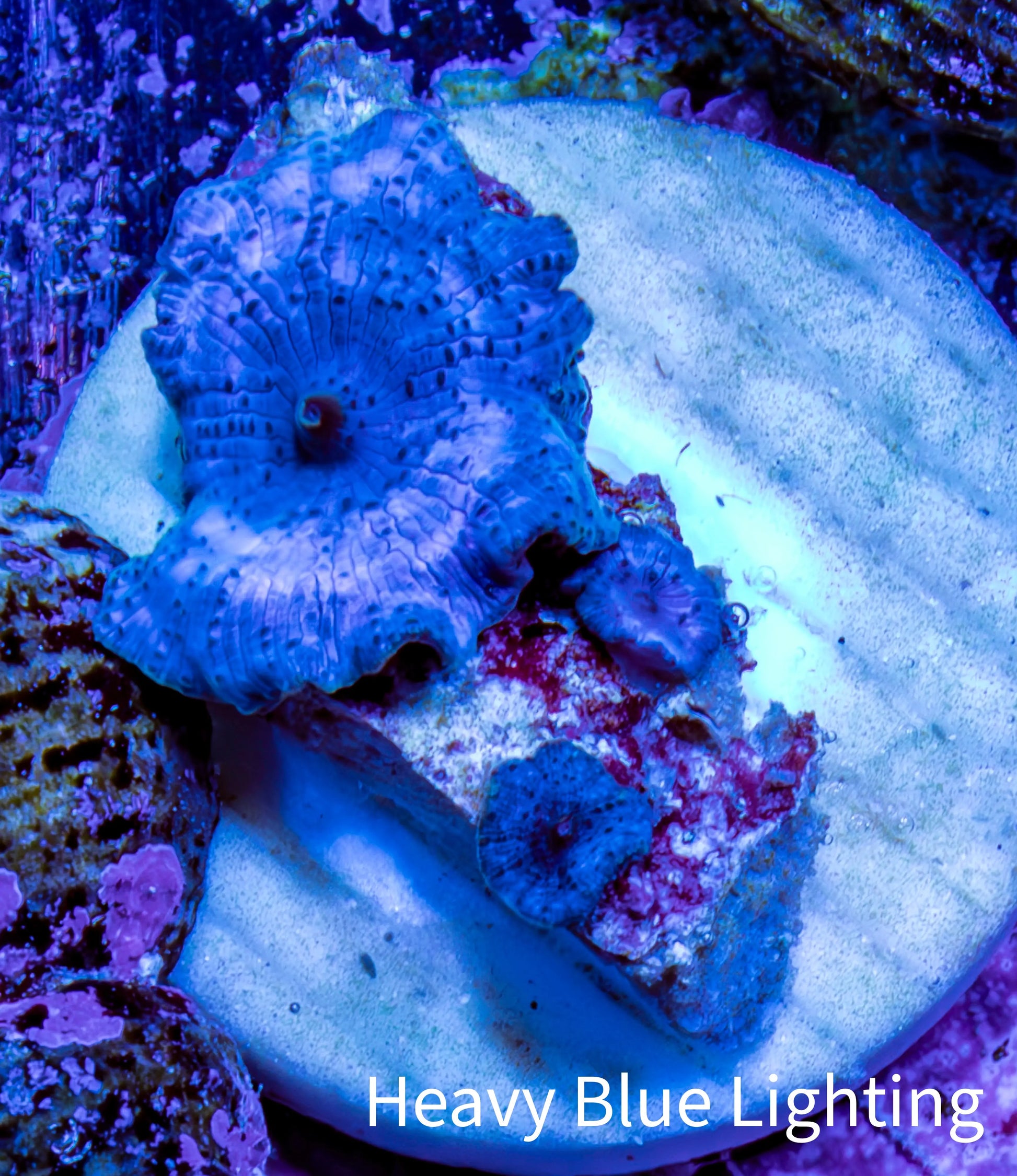 Ultra Corellamorph - Morph Coral WYSIWYG 1.5cm E8R1B2 Ultra Corellamorph - Morph Coral WYSIWYG 1.5cm E8R1B2 Animals & Pet Supplies Ultra Corellamorph - Morph Coral WYSIWYG 1.5cm E8R1B2 Zeo Box Reef