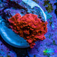 Ultra Corellamorph - Morph Coral WYSIWYG 1.5cm F4R1B2 Ultra Corellamorph - Morph Coral WYSIWYG 1.5cm F4R1B2 Animals & Pet Supplies Ultra Corellamorph - Morph Coral WYSIWYG 1.5cm F4R1B2 Zeo Box Reef