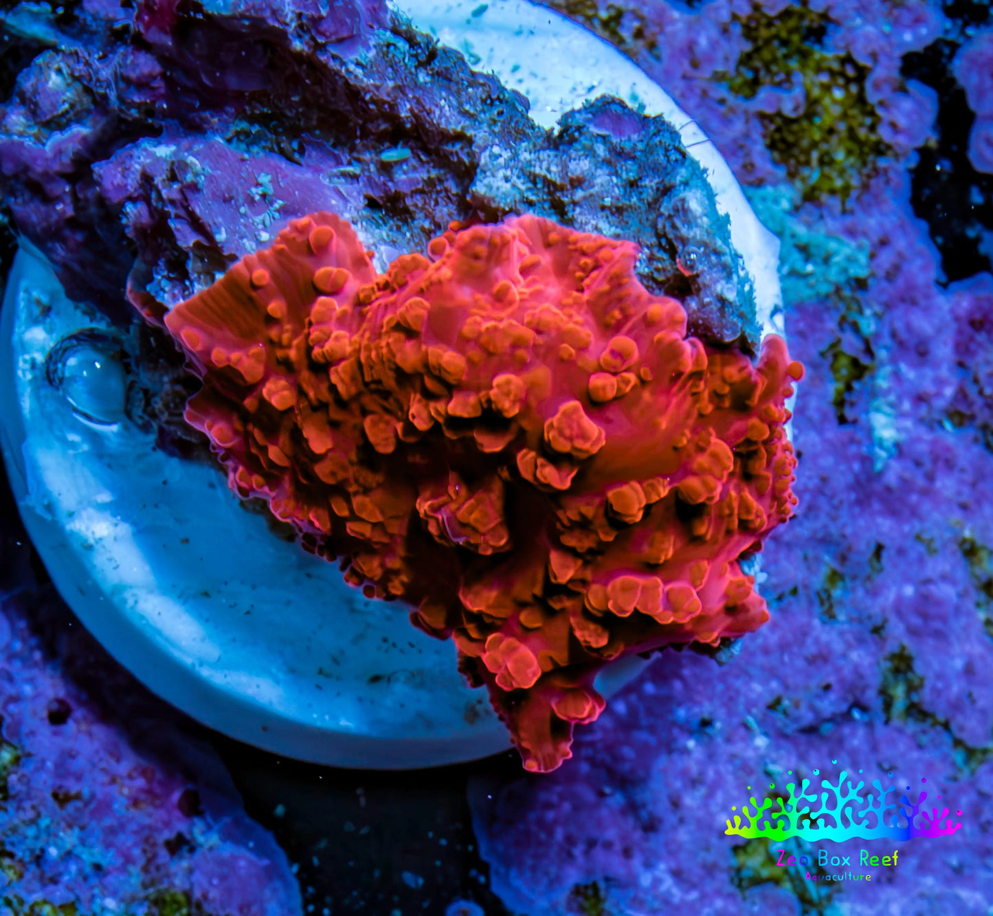 Ultra Corellamorph - Morph Coral WYSIWYG 1.5cm F4R1B2 Ultra Corellamorph - Morph Coral WYSIWYG 1.5cm F4R1B2 Animals & Pet Supplies Ultra Corellamorph - Morph Coral WYSIWYG 1.5cm F4R1B2 Zeo Box Reef