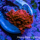 Ultra Corellamorph - Morph Coral WYSIWYG 1.5cm F4R1B2 Ultra Corellamorph - Morph Coral WYSIWYG 1.5cm F4R1B2 Animals & Pet Supplies Ultra Corellamorph - Morph Coral WYSIWYG 1.5cm F4R1B2 Zeo Box Reef