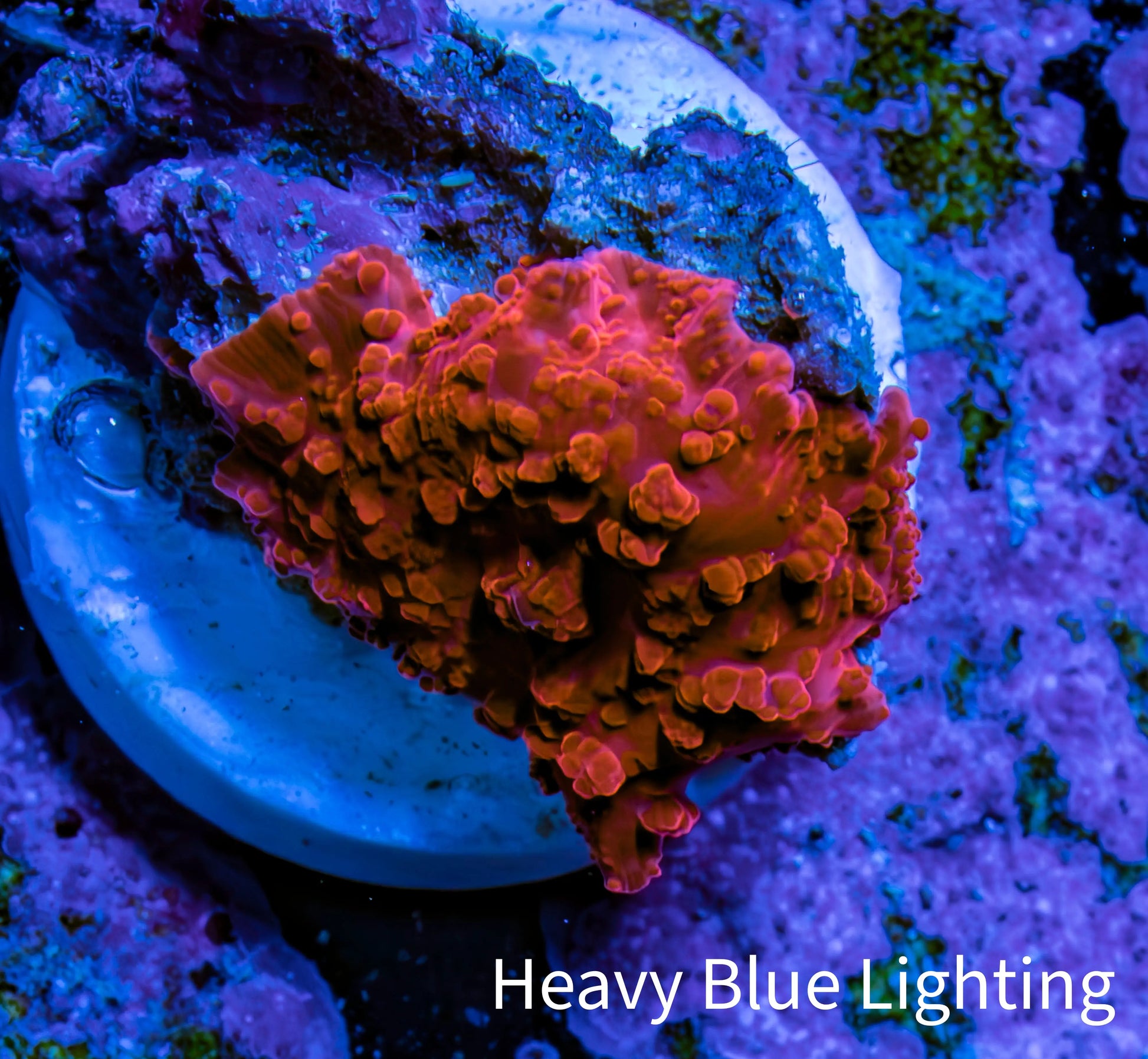 Ultra Corellamorph - Morph Coral WYSIWYG 1.5cm F4R1B2 Ultra Corellamorph - Morph Coral WYSIWYG 1.5cm F4R1B2 Animals & Pet Supplies Ultra Corellamorph - Morph Coral WYSIWYG 1.5cm F4R1B2 Zeo Box Reef