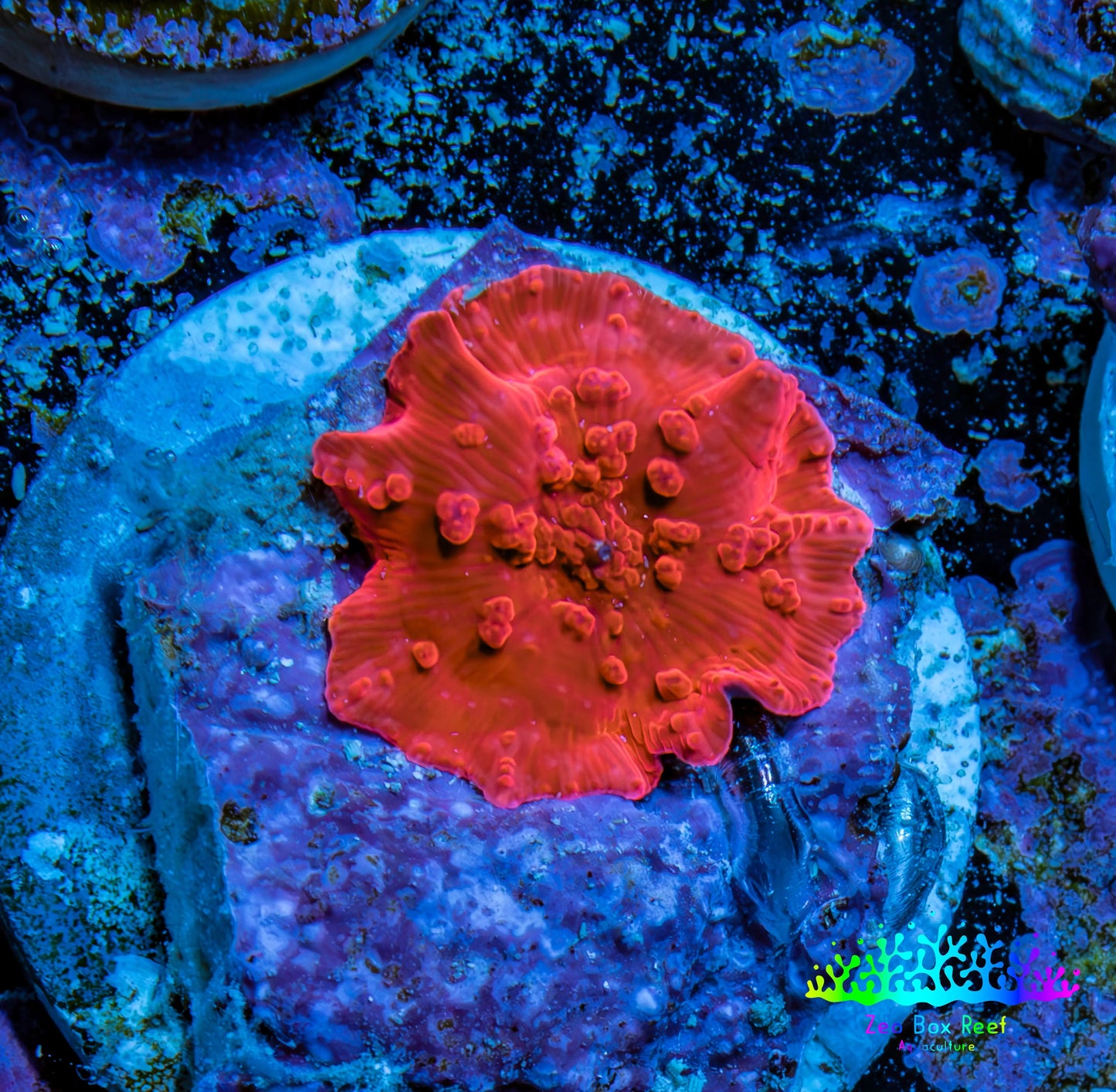 Ultra Corellamorph - Morph Coral WYSIWYG 1cm F3R1B2 Ultra Corellamorph - Morph Coral WYSIWYG 1cm F3R1B2 Animals & Pet Supplies Ultra Corellamorph - Morph Coral WYSIWYG 1cm F3R1B2 Zeo Box Reef