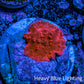 Ultra Corellamorph - Morph Coral WYSIWYG 1cm F3R1B2 Ultra Corellamorph - Morph Coral WYSIWYG 1cm F3R1B2 Animals & Pet Supplies Ultra Corellamorph - Morph Coral WYSIWYG 1cm F3R1B2 Zeo Box Reef