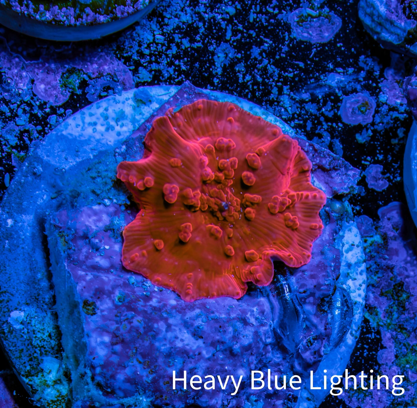 Ultra Corellamorph - Morph Coral WYSIWYG 1cm F3R1B2 Ultra Corellamorph - Morph Coral WYSIWYG 1cm F3R1B2 Animals & Pet Supplies Ultra Corellamorph - Morph Coral WYSIWYG 1cm F3R1B2 Zeo Box Reef