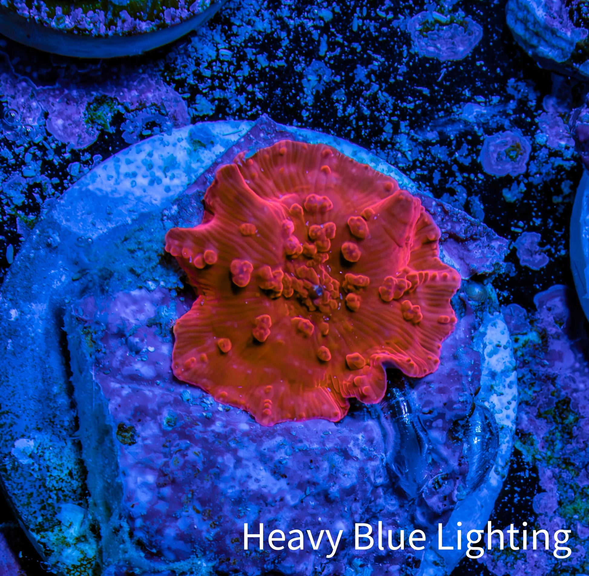 Ultra Corellamorph - Morph Coral WYSIWYG 1cm F3R1B2 Ultra Corellamorph - Morph Coral WYSIWYG 1cm F3R1B2 Animals & Pet Supplies Ultra Corellamorph - Morph Coral WYSIWYG 1cm F3R1B2 Zeo Box Reef
