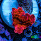 Ultra Corellamorph - Morph Coral WYSIWYG 1cm F5R1B2 Ultra Corellamorph - Morph Coral WYSIWYG 1cm F5R1B2 Animals & Pet Supplies Ultra Corellamorph - Morph Coral WYSIWYG 1cm F5R1B2 Zeo Box Reef