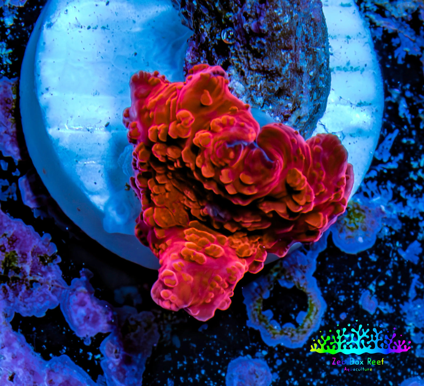 Ultra Corellamorph - Morph Coral WYSIWYG 1cm F5R1B2 Ultra Corellamorph - Morph Coral WYSIWYG 1cm F5R1B2 Animals & Pet Supplies Ultra Corellamorph - Morph Coral WYSIWYG 1cm F5R1B2 Zeo Box Reef