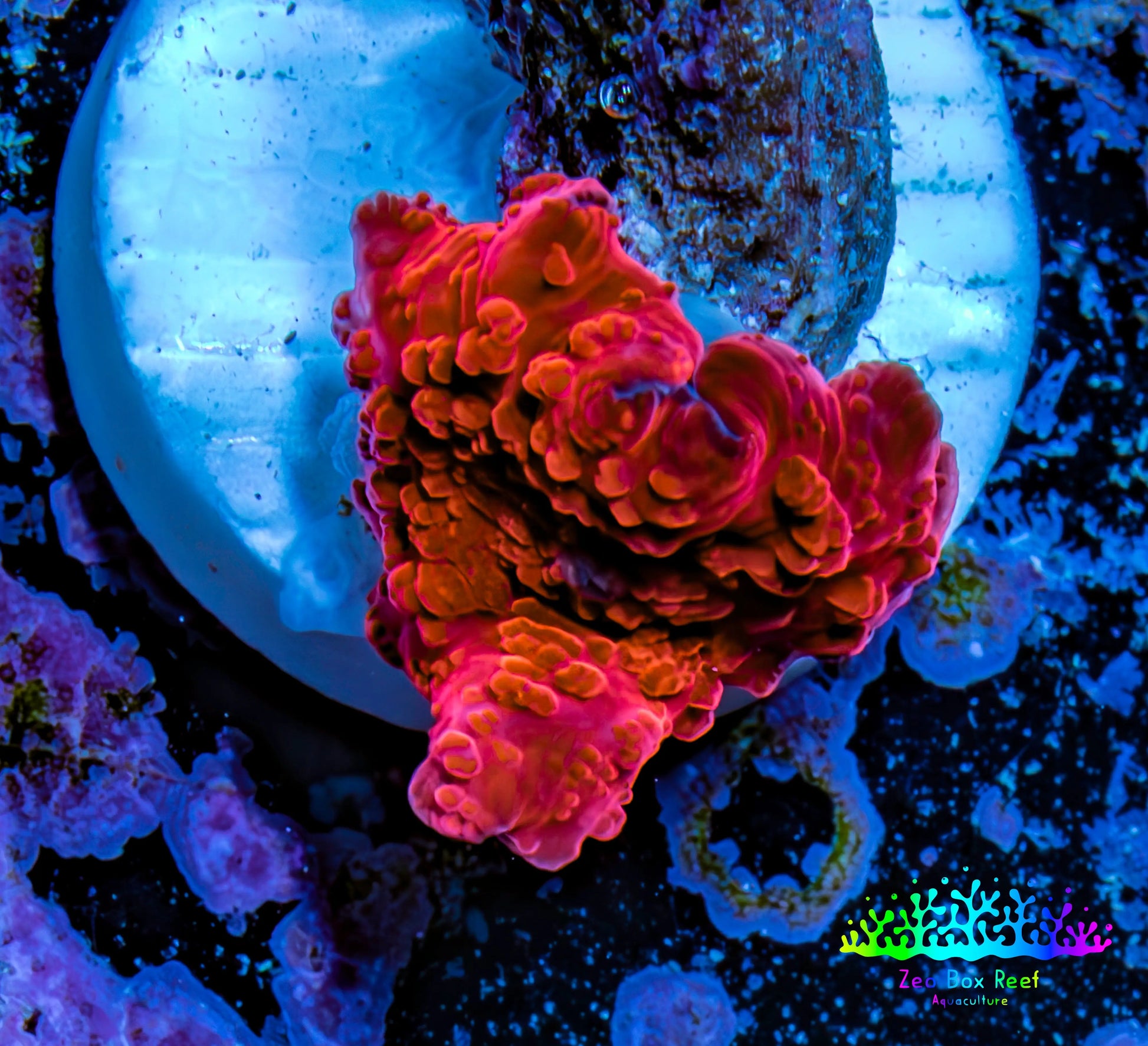 Ultra Corellamorph - Morph Coral WYSIWYG 1cm F5R1B2 Ultra Corellamorph - Morph Coral WYSIWYG 1cm F5R1B2 Animals & Pet Supplies Ultra Corellamorph - Morph Coral WYSIWYG 1cm F5R1B2 Zeo Box Reef