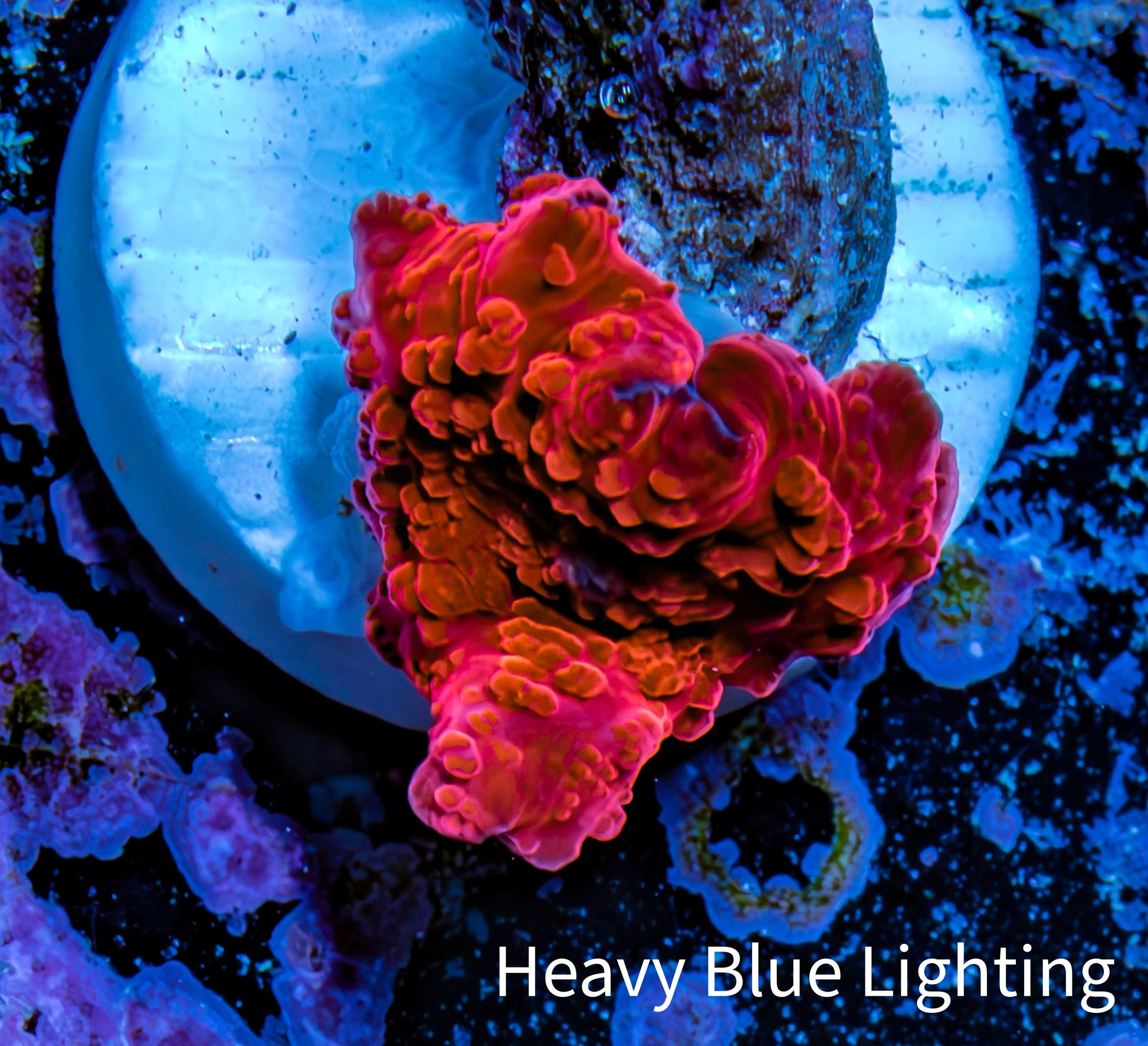 Ultra Corellamorph - Morph Coral WYSIWYG 1cm F5R1B2 Ultra Corellamorph - Morph Coral WYSIWYG 1cm F5R1B2 Animals & Pet Supplies Ultra Corellamorph - Morph Coral WYSIWYG 1cm F5R1B2 Zeo Box Reef