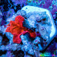 Ultra Corellamorph - Morph Coral WYSIWYG 1cm Ultra Corellamorph - Morph Coral WYSIWYG 1cm Animals & Pet Supplies Ultra Corellamorph - Morph Coral WYSIWYG 1cm Zeo Box Reef