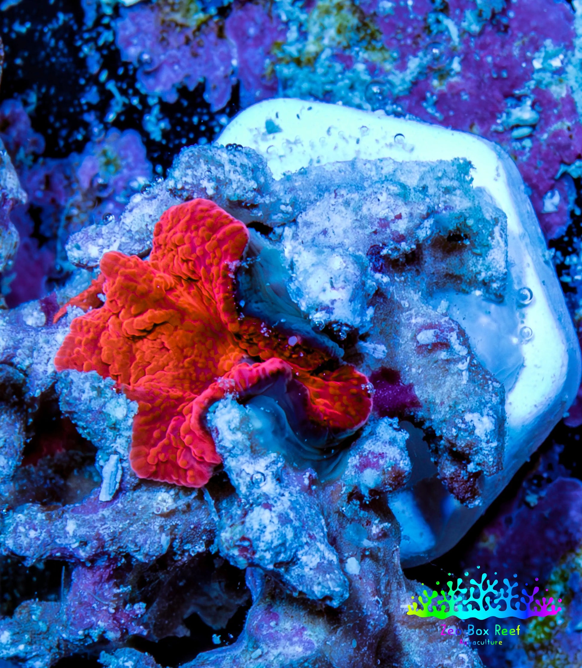 Ultra Corellamorph - Morph Coral WYSIWYG 1cm Ultra Corellamorph - Morph Coral WYSIWYG 1cm Animals & Pet Supplies Ultra Corellamorph - Morph Coral WYSIWYG 1cm Zeo Box Reef