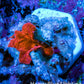 Ultra Corellamorph - Morph Coral WYSIWYG 1cm Ultra Corellamorph - Morph Coral WYSIWYG 1cm Animals & Pet Supplies Ultra Corellamorph - Morph Coral WYSIWYG 1cm Zeo Box Reef