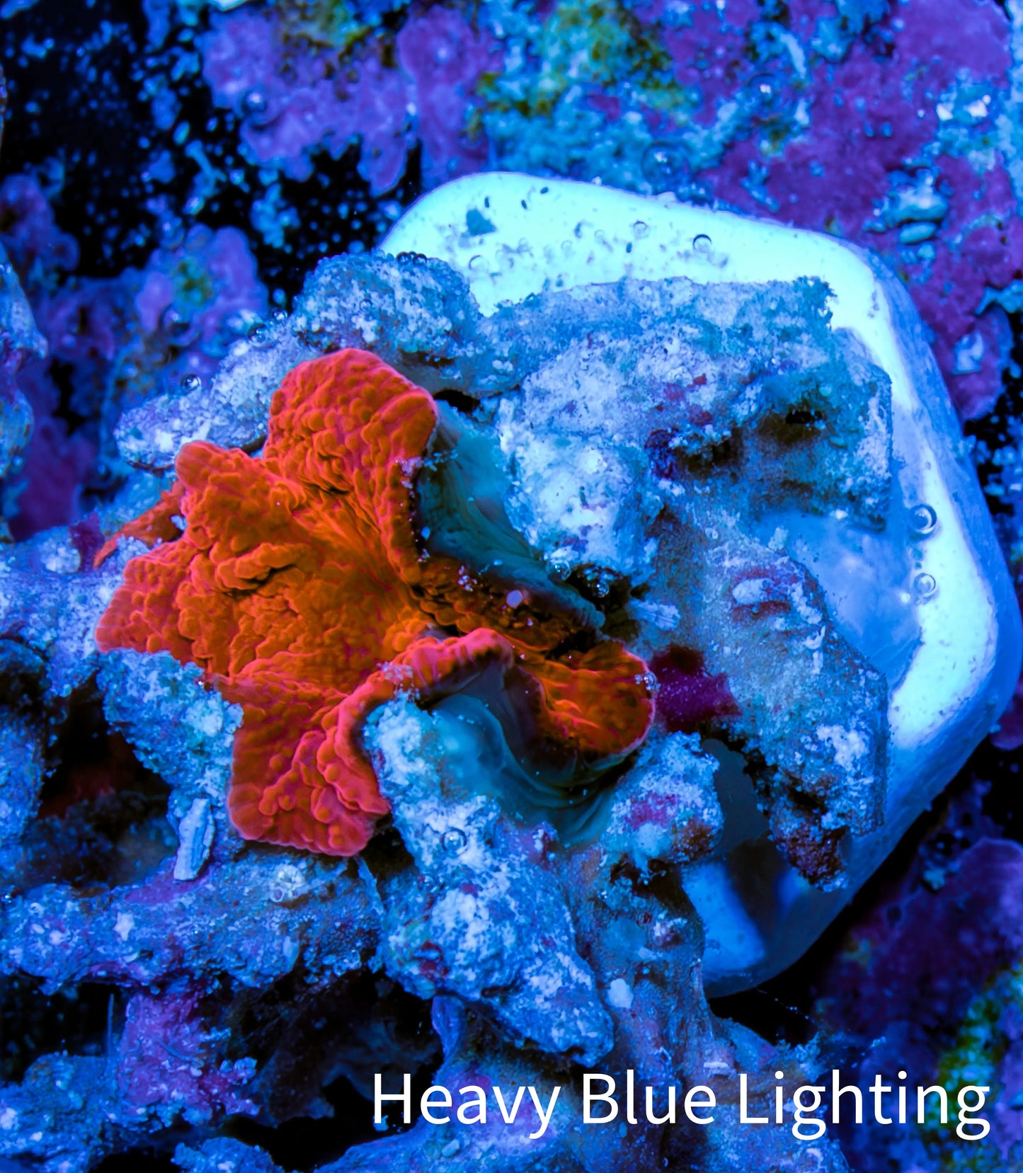 Ultra Corellamorph - Morph Coral WYSIWYG 1cm Ultra Corellamorph - Morph Coral WYSIWYG 1cm Animals & Pet Supplies Ultra Corellamorph - Morph Coral WYSIWYG 1cm Zeo Box Reef