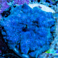 Ultra Corellamorph - Morph Coral WYSIWYG 2cm E1R1B2 Ultra Corellamorph - Morph Coral WYSIWYG 2cm E1R1B2 Animals & Pet Supplies Ultra Corellamorph - Morph Coral WYSIWYG 2cm E1R1B2 Zeo Box Reef