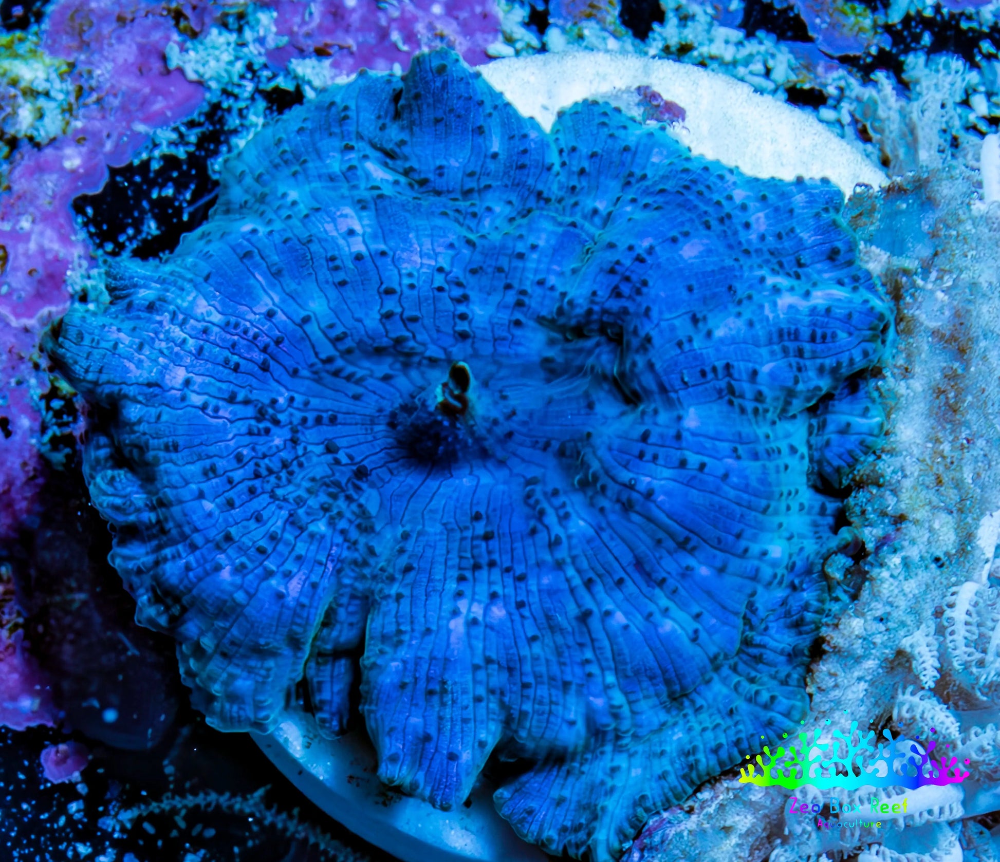 Ultra Corellamorph - Morph Coral WYSIWYG 2cm E1R1B2 Ultra Corellamorph - Morph Coral WYSIWYG 2cm E1R1B2 Animals & Pet Supplies Ultra Corellamorph - Morph Coral WYSIWYG 2cm E1R1B2 Zeo Box Reef