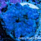 Ultra Corellamorph - Morph Coral WYSIWYG 2cm E1R1B2 Ultra Corellamorph - Morph Coral WYSIWYG 2cm E1R1B2 Animals & Pet Supplies Ultra Corellamorph - Morph Coral WYSIWYG 2cm E1R1B2 Zeo Box Reef