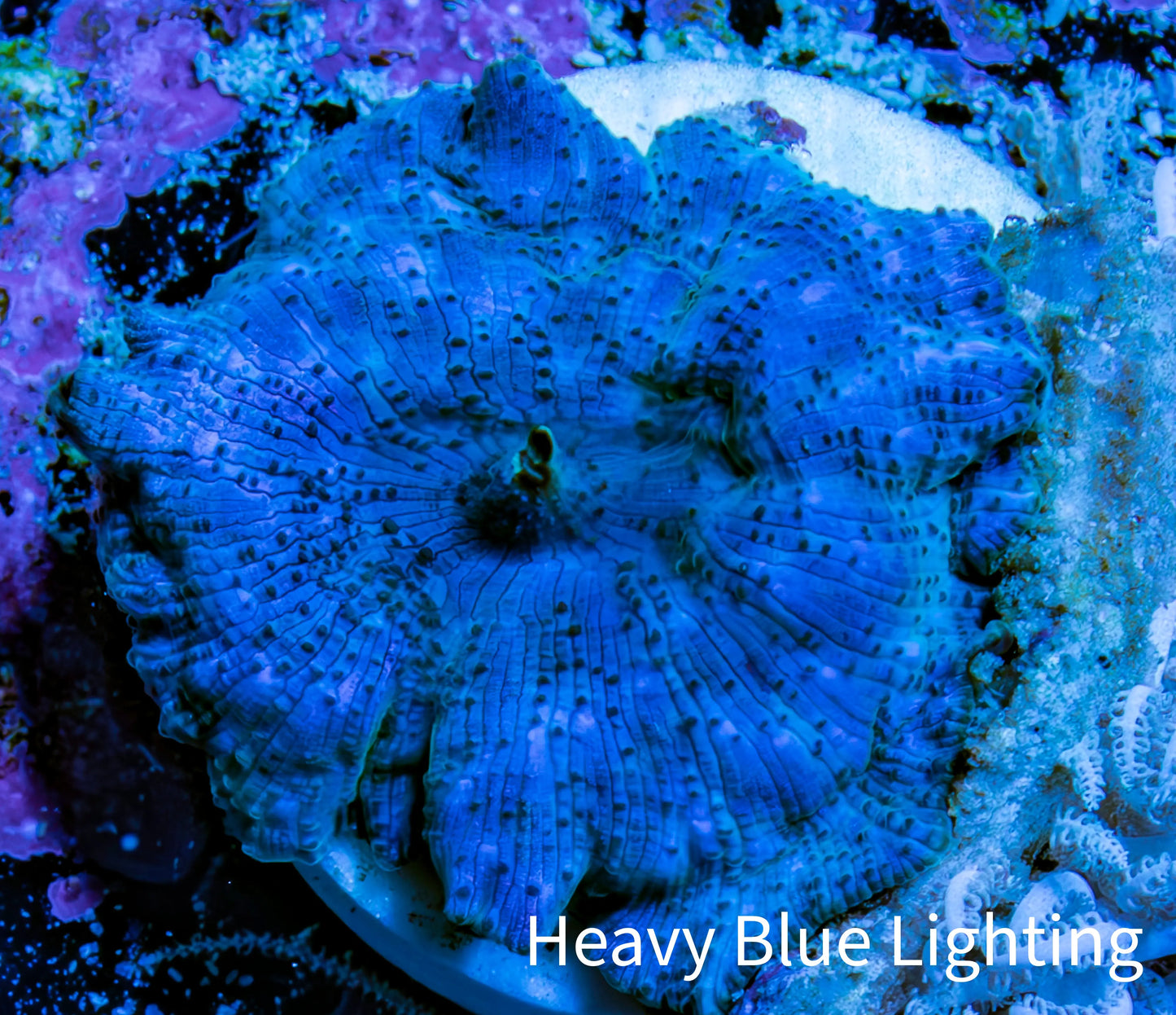 Ultra Corellamorph - Morph Coral WYSIWYG 2cm E1R1B2 Ultra Corellamorph - Morph Coral WYSIWYG 2cm E1R1B2 Animals & Pet Supplies Ultra Corellamorph - Morph Coral WYSIWYG 2cm E1R1B2 Zeo Box Reef