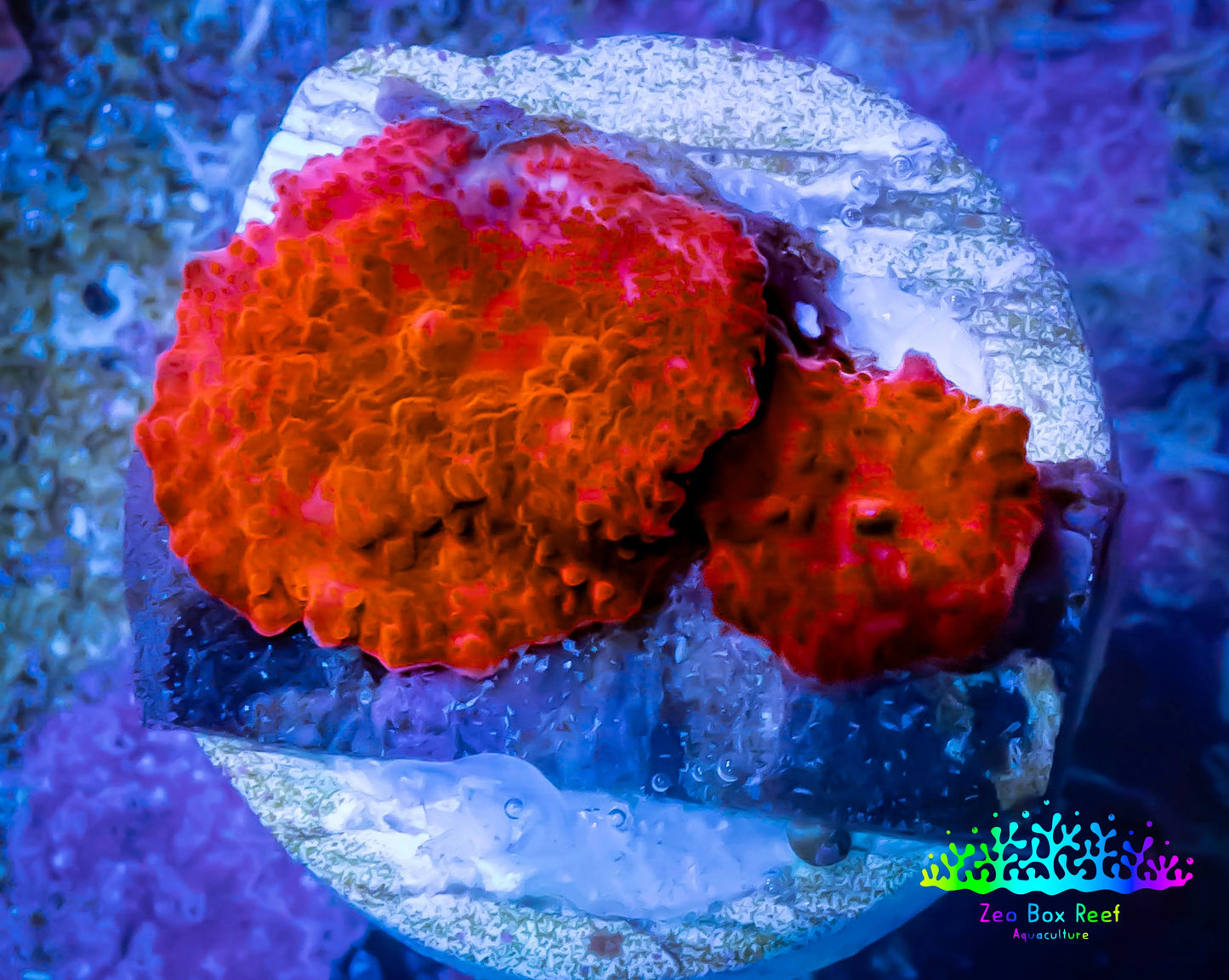Ultra Corellamorph - Morph Coral WYSIWYG 2cm Ultra Corellamorph - Morph Coral WYSIWYG 2cm Animals & Pet Supplies Ultra Corellamorph - Morph Coral WYSIWYG 2cm Zeo Box Reef