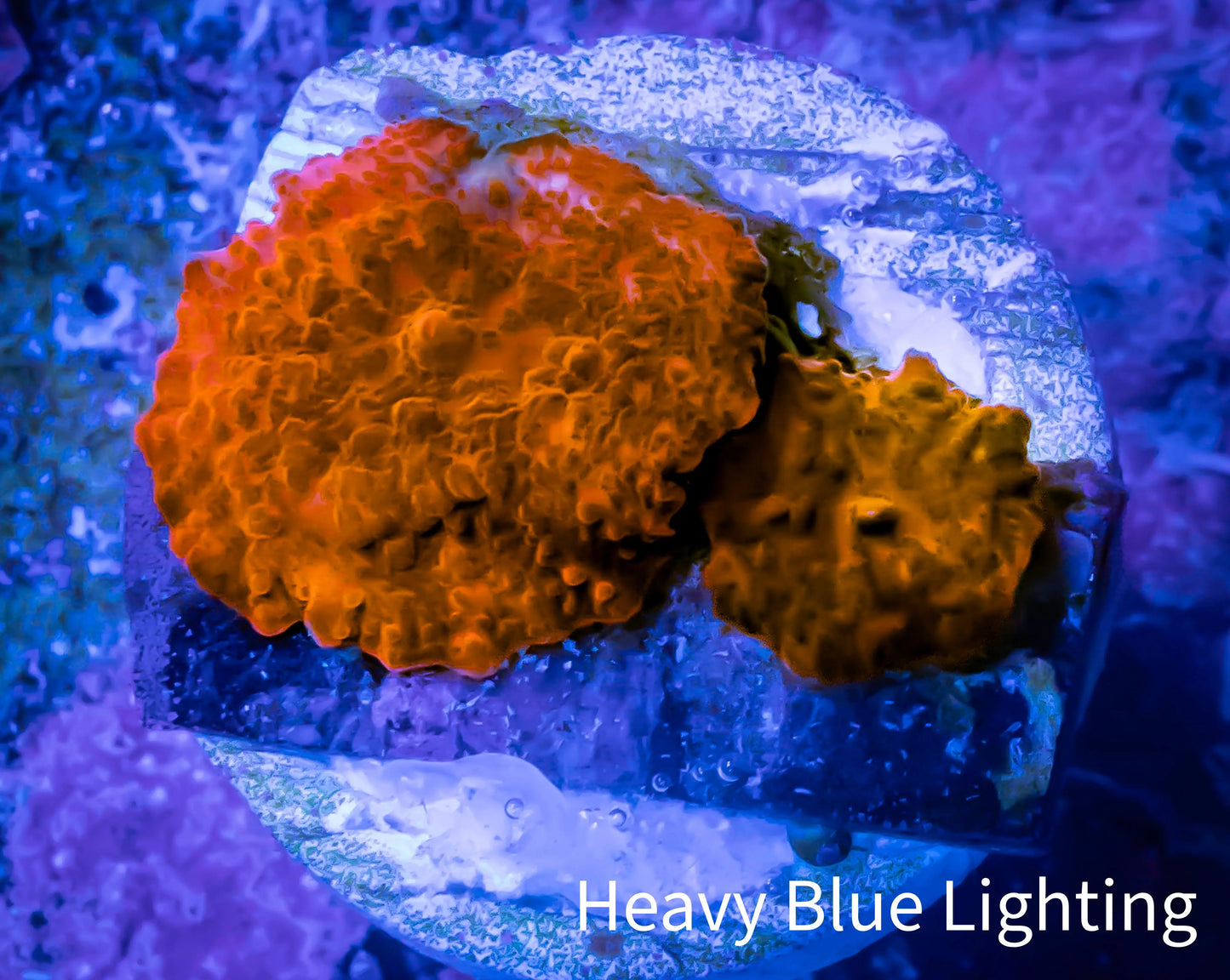 Ultra Corellamorph - Morph Coral WYSIWYG 2cm Ultra Corellamorph - Morph Coral WYSIWYG 2cm Animals & Pet Supplies Ultra Corellamorph - Morph Coral WYSIWYG 2cm Zeo Box Reef