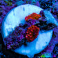 Ultra Corellamorph - Morph Coral WYSIWYG 2x 0.5cm Polyps F6R1B2 Ultra Corellamorph - Morph Coral WYSIWYG 2x 0.5cm Polyps F6R1B2 Animals & Pet Supplies Ultra Corellamorph - Morph Coral WYSIWYG 2x 0.5cm Polyps F6R1B2 Zeo Box Reef