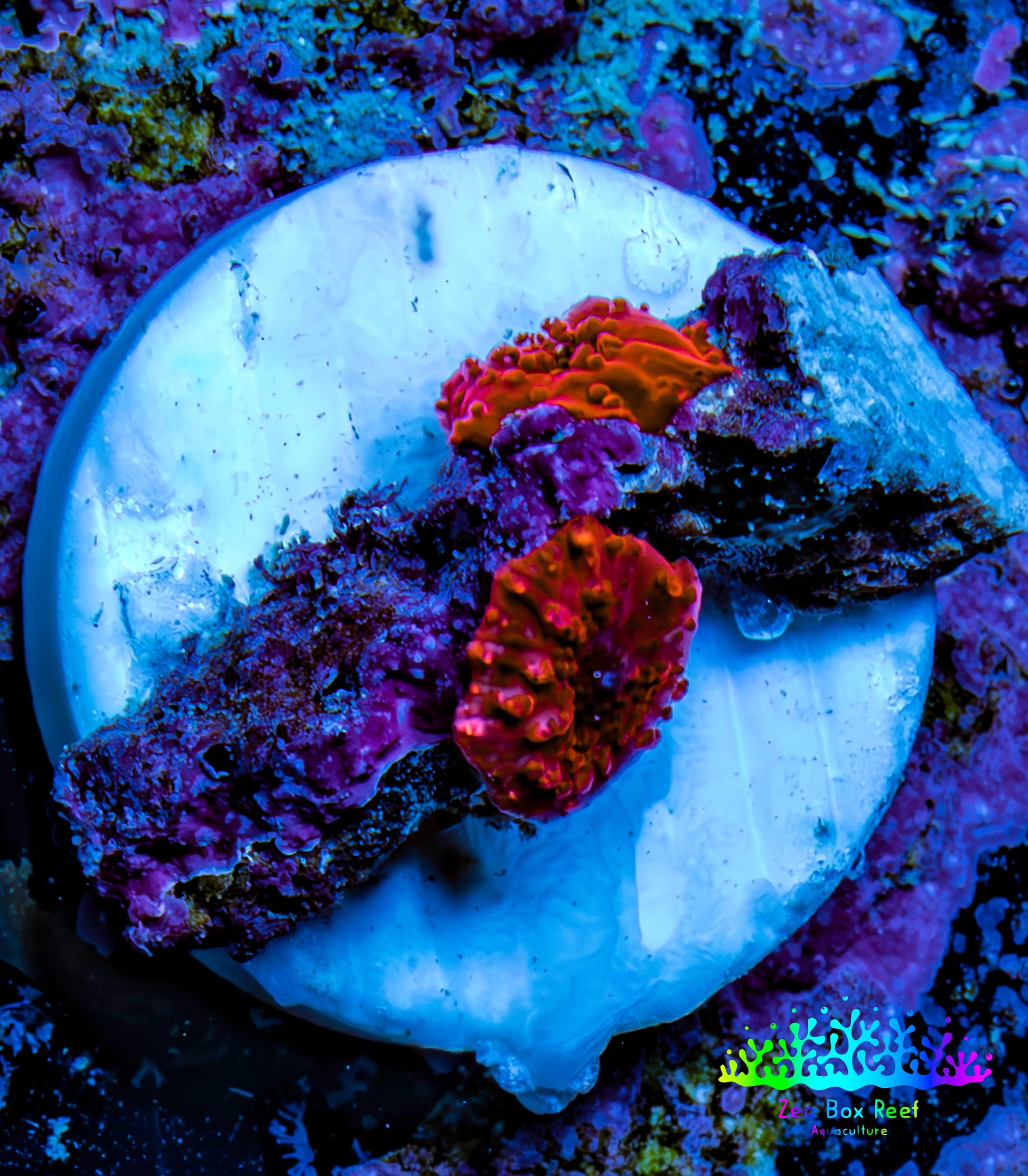 Ultra Corellamorph - Morph Coral WYSIWYG 2x 0.5cm Polyps F6R1B2 Ultra Corellamorph - Morph Coral WYSIWYG 2x 0.5cm Polyps F6R1B2 Animals & Pet Supplies Ultra Corellamorph - Morph Coral WYSIWYG 2x 0.5cm Polyps F6R1B2 Zeo Box Reef