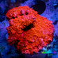 Ultra Corellamorph - Morph Coral WYSIWYG 3cm Ultra Corellamorph - Morph Coral WYSIWYG 3cm Animals & Pet Supplies Ultra Corellamorph - Morph Coral WYSIWYG 3cm Zeo Box Reef