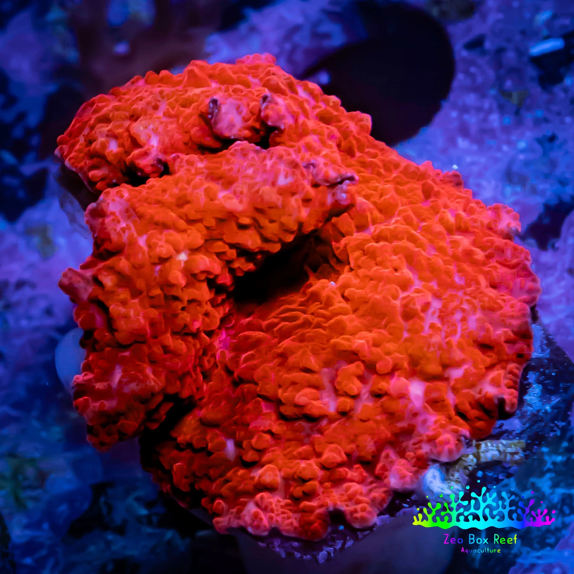 Ultra Corellamorph - Morph Coral WYSIWYG 3cm Ultra Corellamorph - Morph Coral WYSIWYG 3cm Animals & Pet Supplies Ultra Corellamorph - Morph Coral WYSIWYG 3cm Zeo Box Reef
