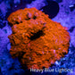 Ultra Corellamorph - Morph Coral WYSIWYG 3cm Ultra Corellamorph - Morph Coral WYSIWYG 3cm Animals & Pet Supplies Ultra Corellamorph - Morph Coral WYSIWYG 3cm Zeo Box Reef